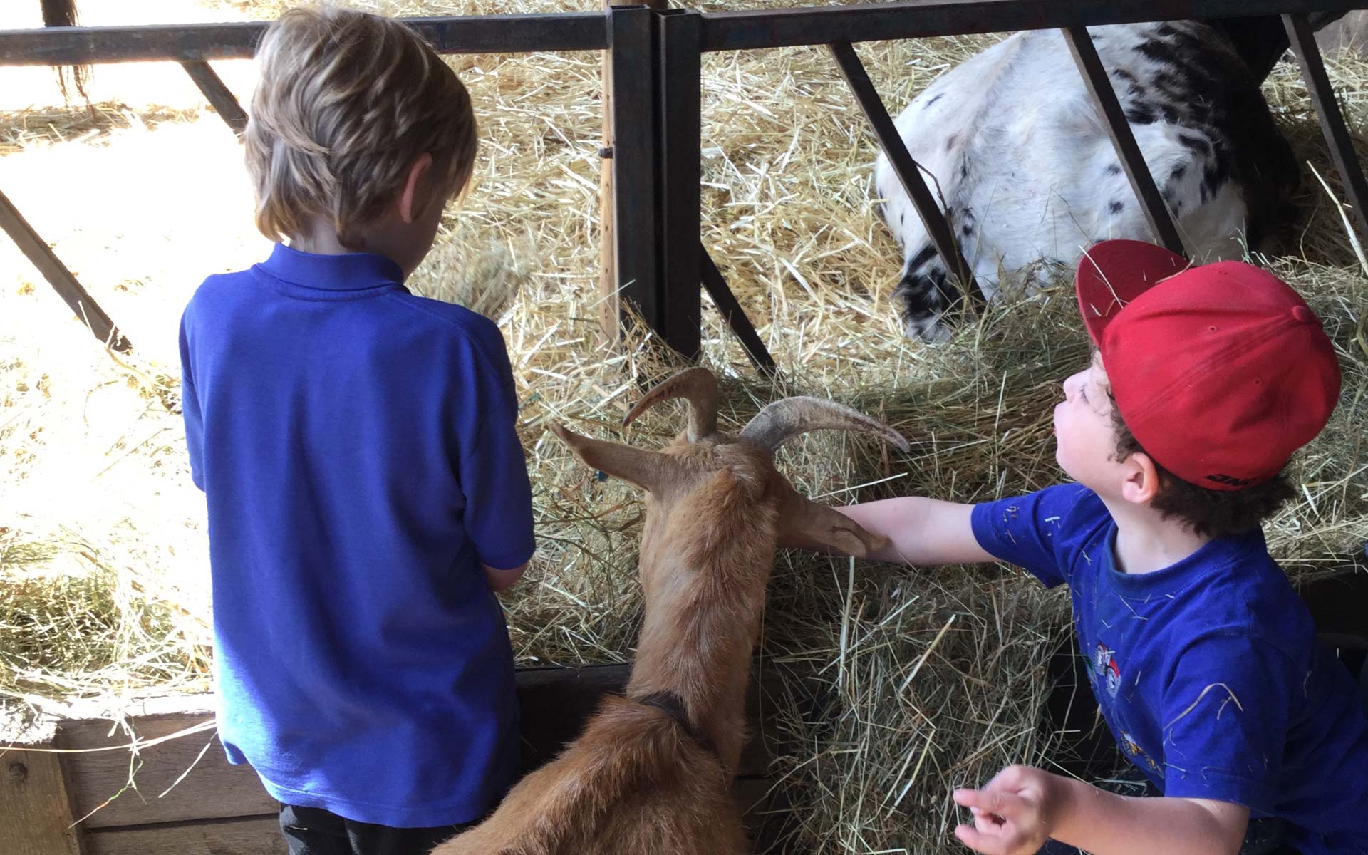Paternoster School Farm Trip
